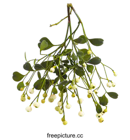 mistletoe