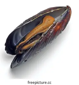 mussel