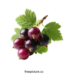 currants