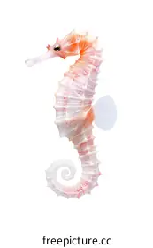 seahorse