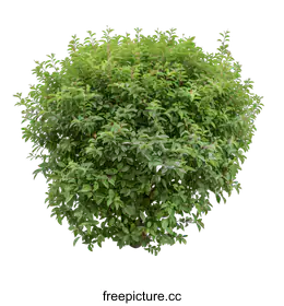 shrub