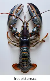 lobster