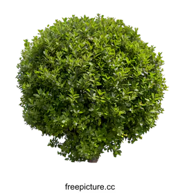 shrub