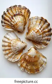 seashells