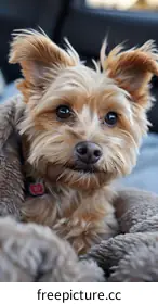 Yorkshire Terrier