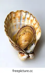 seashell