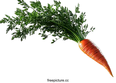 root vegetable