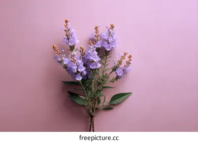 purple flowers