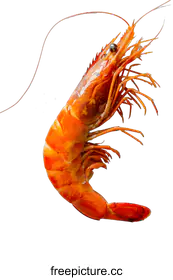 prawn