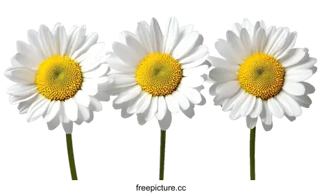 daisies