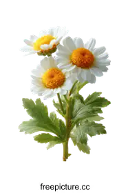 daisies