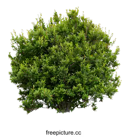 shrub