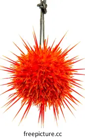 urchin