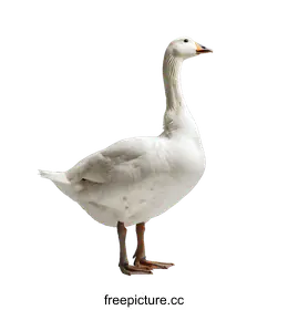 goose