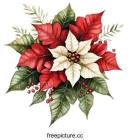 poinsettia