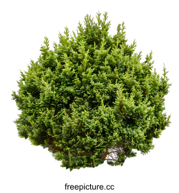 conifer