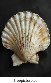 bivalve
