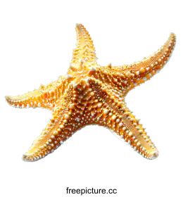 starfish
