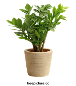 decorative plant