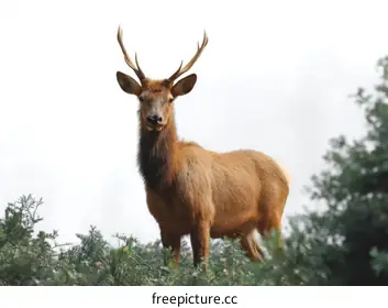 elk