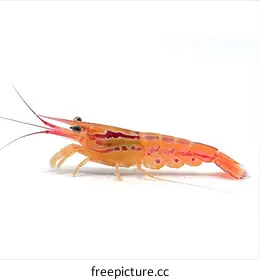 crustacean