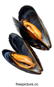 mussel