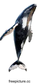 cetacean