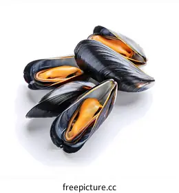 mussel