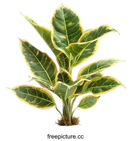 alocasia lauterbachiana