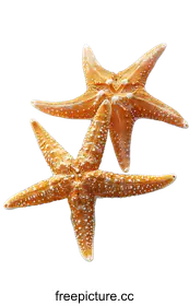 starfish