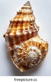 seashell