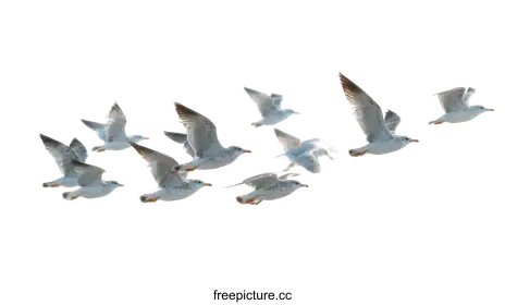 gulls