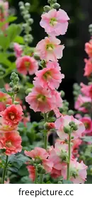 hollyhock