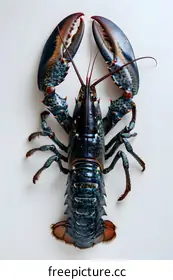 lobster