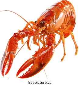lobster