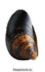 mussel