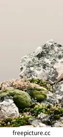 lichen