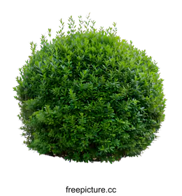 shrub