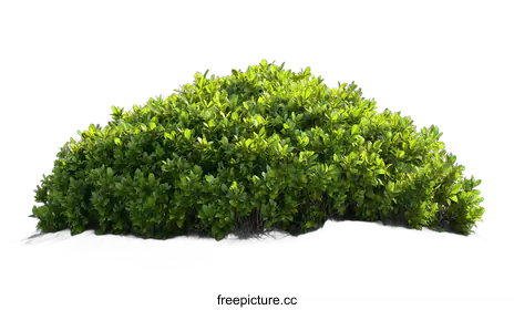 shrub