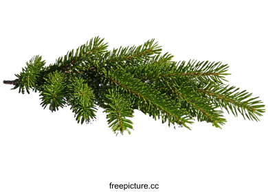 conifer