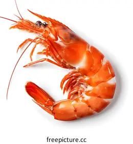 still life photography