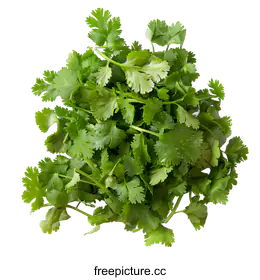 cilantro