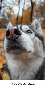 husky