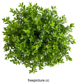shrub