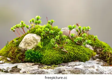 moss