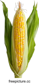 kernels