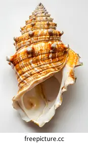 seashell