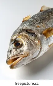 underwaterphotography