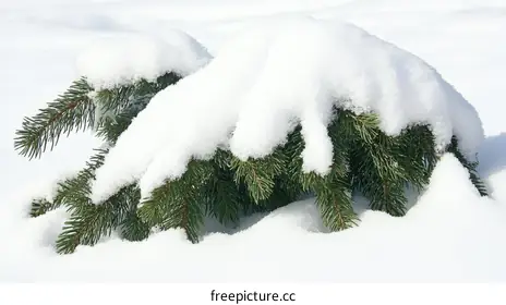 conifer