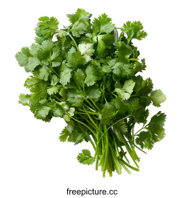 cilantro